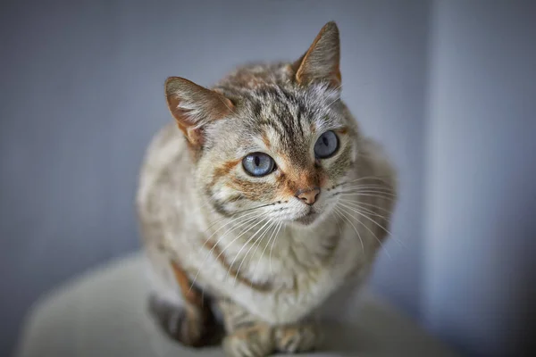 一只漂亮的蓝眼睛猫的特写镜头 — 图库照片