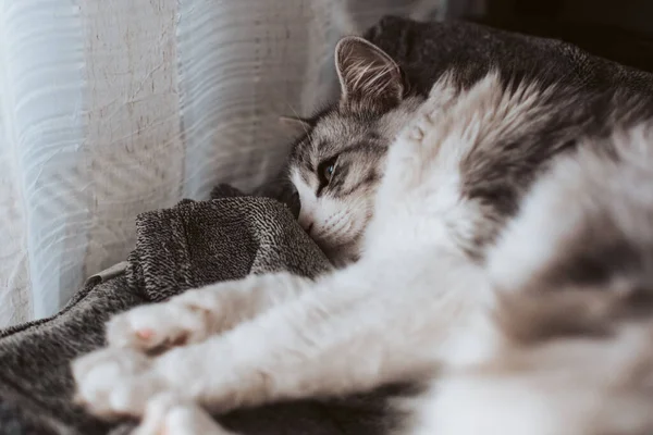 かわいい灰色の白いふわふわの寝猫のクローズアップショット — ストック写真