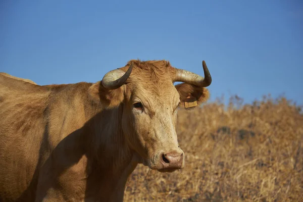 Primer Plano Una Vaca Campo —  Fotos de Stock
