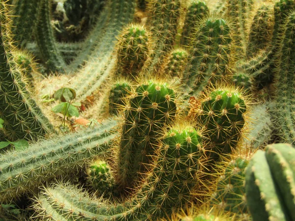 Primo Piano Cactus — Foto Stock