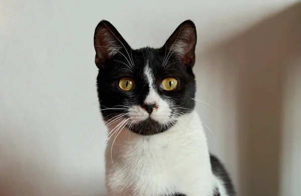 Tiro Close Gato Preto Branco Bonito Com Olhos Laranja Brilhantes — Fotografia de Stock