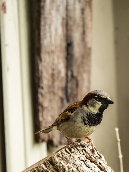 Närbild Sparv Trädstammen — Stockfoto