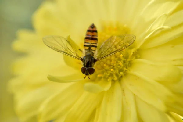 Colpo Centro Selettivo Hoverfly Fiore Giallo Fiorente — Foto Stock