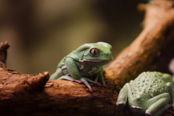 Primer Plano Una Rana Verde Sentada Sobre Una Rama Árbol — Foto de Stock