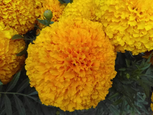 Bahçedeki Sarı Çiçeklerin Yakın Çekimi — Stok fotoğraf