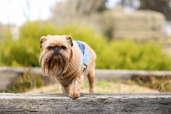 犬のジャンパーを着た庭の小さなブリュッセルのグリフォン犬のクローズアップショット — ストック写真