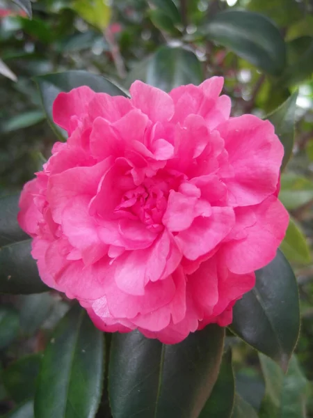 Een Verticaal Shot Van Een Prachtige Camellia Bloem — Stockfoto