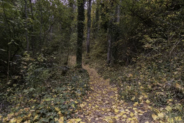 Piękna Jesienna Scena Leśnym Szlakiem Pokrytym Jesiennymi Opadłymi Liśćmi — Zdjęcie stockowe