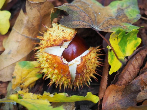 Close Castanha Chão Coberto Por Folhas Secas Outono — Fotografia de Stock