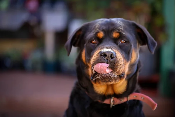 Rottweiler Negro Bronceado Sentado Mirando Cámara Lamiendo Labios Con Lengua —  Fotos de Stock