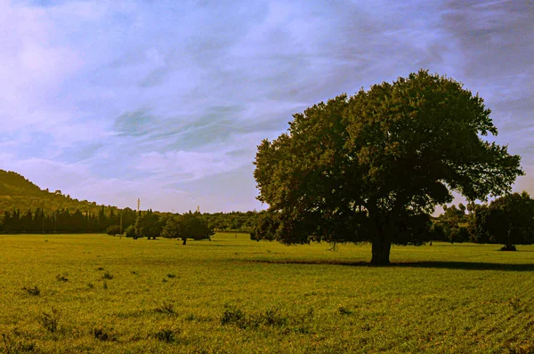Krajinný Pohled Stromy Zeleném Poli — Stock fotografie