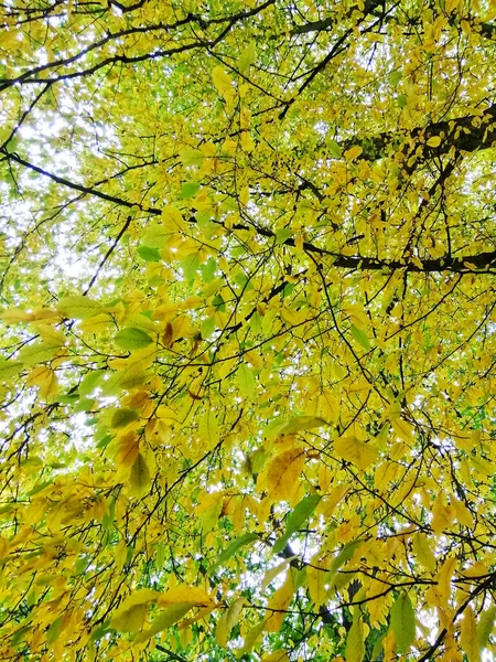 Uno Scatto Basso Angolo Della Scena Autunnale Del Parco Oliwski — Foto Stock