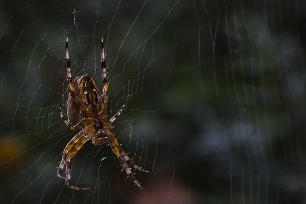 Closeup Shot Spider Her Spider Web — Stock Photo, Image