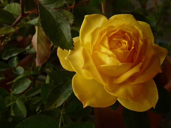 Gros Plan Une Belle Rose Jaune Pleine Floraison Poussant Dans — Photo