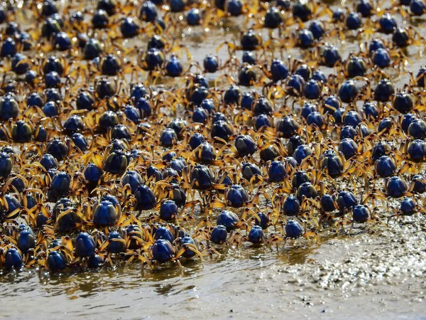 Closeup Flock Blue Crabs Seashore — Stock Photo, Image