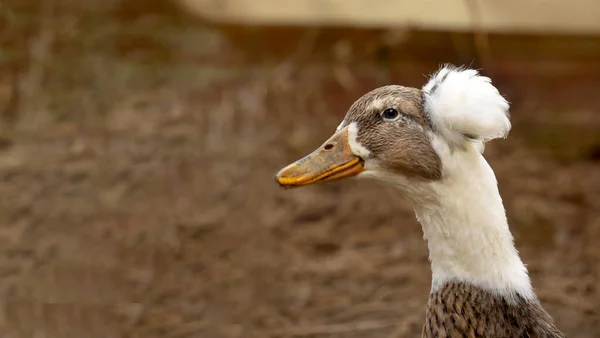 Primer Plano Pato Sobre Fondo Borroso — Foto de Stock