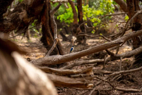 Один Птах Король Рибалка Гілці Дерева Лісі — стокове фото