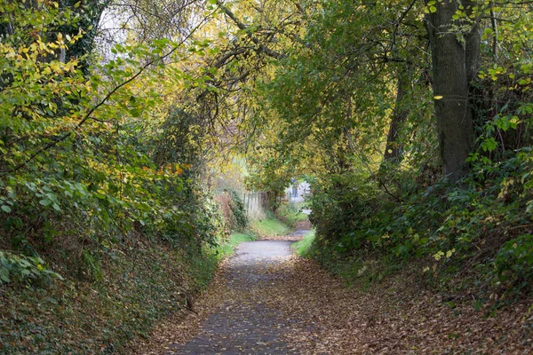 道のある秋の森の風景の美しいショット — ストック写真