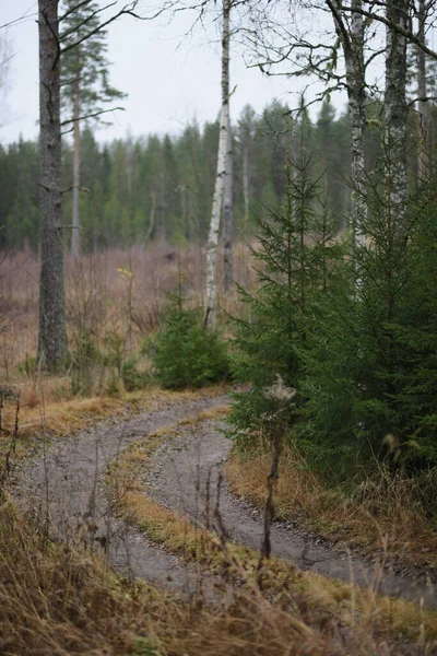 Plan Vertical Arbres Croissance Dans Forêt Sous Temps Sombre — Photo