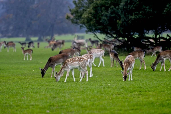 在英国诺福克鹿园放牧的鹿群 — 图库照片