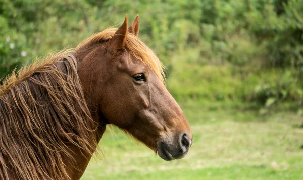 Tiro Seletivo Foco Cavalo Marrom Bonito Prado — Fotografia de Stock