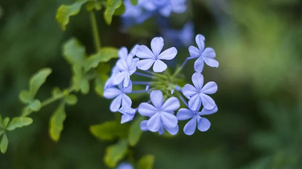 Крупный План Синего Цветка Флокса — стоковое фото