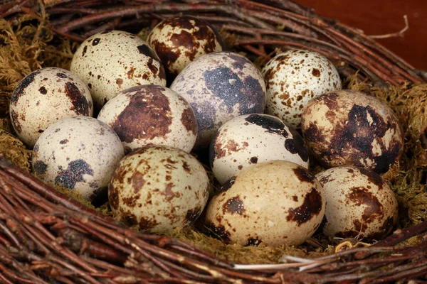 Closeup View Few Quail Eggs Artificial Nest — Stock Photo, Image