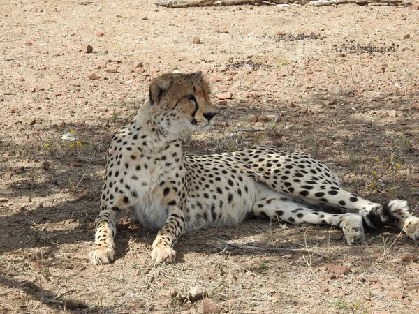 Primer Plano Guepardo Mentiroso Reserva Caza Mashatu Botswana —  Fotos de Stock