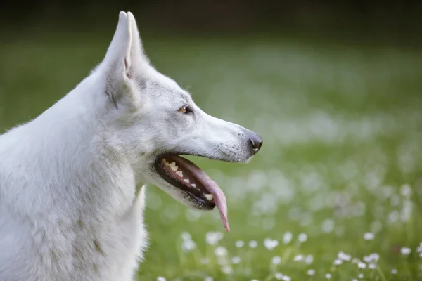 Een Close Van Een Witte Zwitserse Herder Hond Profiel Schot — Stockfoto