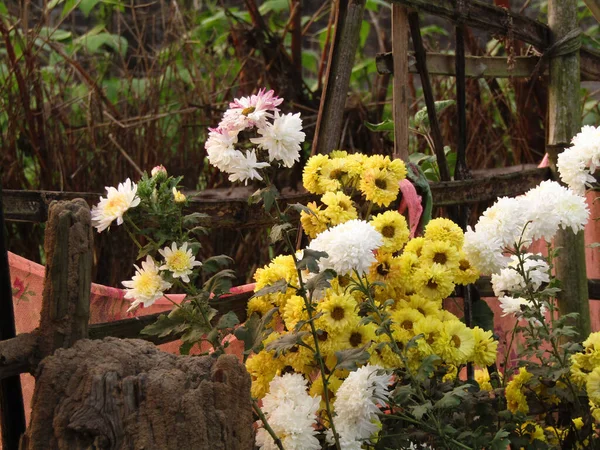 Primer Plano Hermosas Flores Jardín —  Fotos de Stock