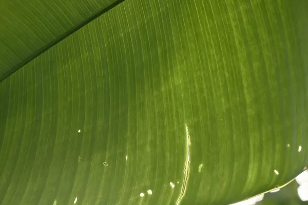 Detailní Záběr Čerstvého Zeleného Listí Ideální Pro Pozadí — Stock fotografie