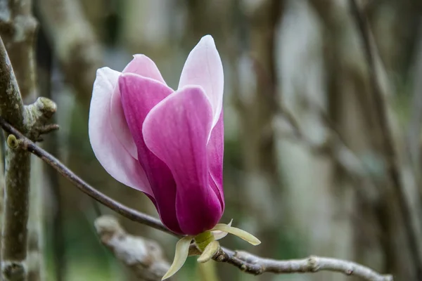 Gros Plan Belles Fleurs Dans Jardin — Photo