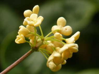 A macro shot of a yellow osmanthus flower on a blurred green background clipart