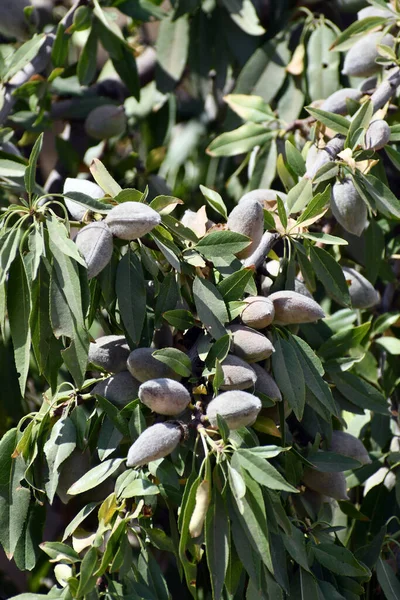 Vertical Shot Almonds Tree Green Leaves — Stock Photo, Image