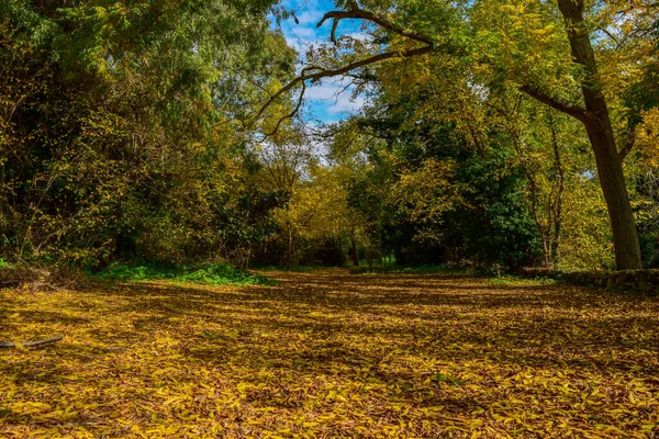 Hermoso Día Invierno Bosque Buskett Malta Las Hojas Habían Estado —  Fotos de Stock