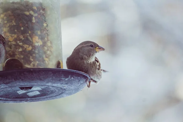 一只可爱的麻雀在冬日的特写 — 图库照片