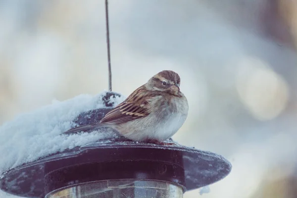 一只可爱的麻雀在冬日的特写 — 图库照片