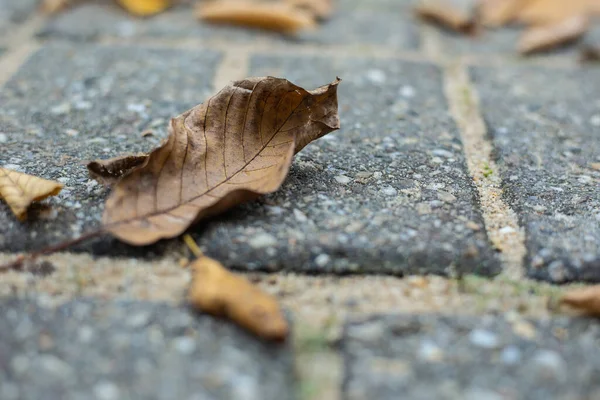 Een Close Shot Van Gedroogde Herfstbladeren Een Straatgrond — Stockfoto
