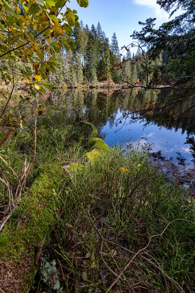 Tiro Vertical Lago Cercado Por Vegetação Glaswaldsee Floresta Negra Alemanha — Fotografia de Stock