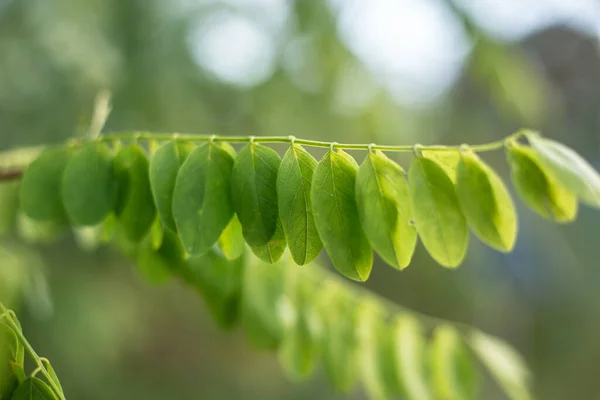 Zbliżenie Ujęcie Zielonego Letniego Drzewa Listowie Bokeh Tło — Zdjęcie stockowe