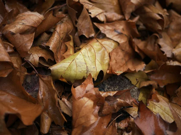 Een Close Shot Van Gevallen Herfstbladeren Grond — Stockfoto