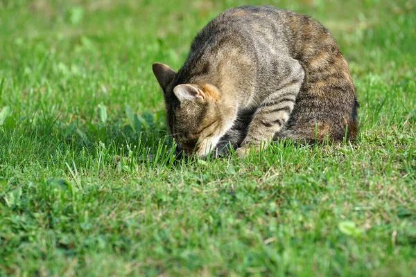 Een Close Shot Van Een Schattige Kat Een Park — Stockfoto