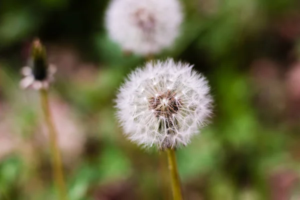 Primer Plano Diente León Sobre Fondo Borroso — Foto de Stock