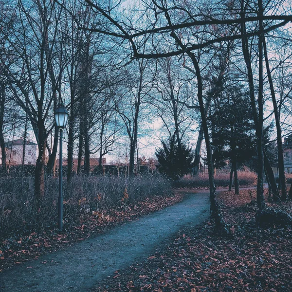 Smal Gångväg Med Lyktstolpe Som Går Genom Höstpark Med Ett — Stockfoto