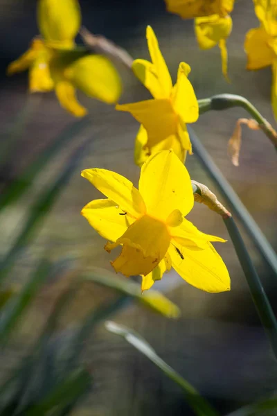 Plan Vertical Sélectif Des Jonquilles Jaunes — Photo