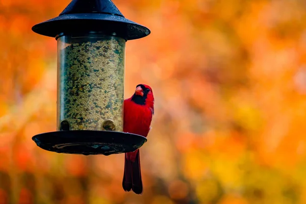 Eine Schöne Aufnahme Eines Niedlichen Nördlichen Himmelsvogels Einem Wintertag — Stockfoto