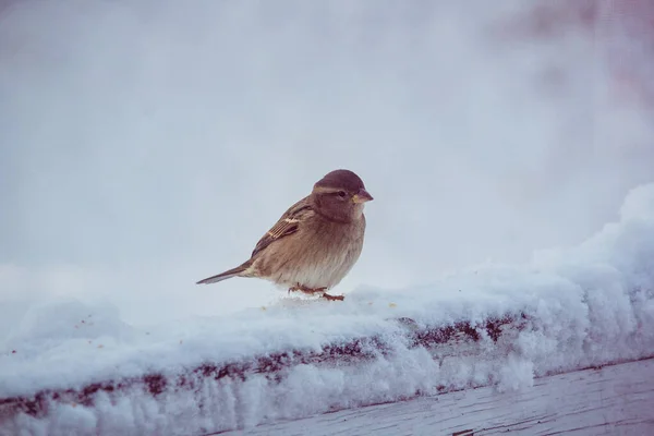 Eine Nahaufnahme Eines Niedlichen Sperlings Einem Wintertag — Stockfoto