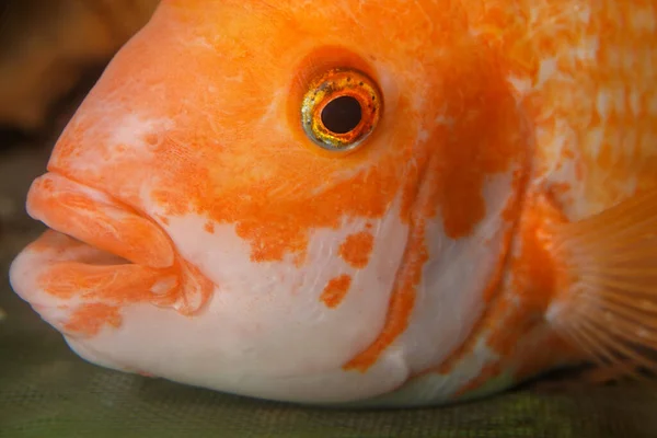 Primer Plano Pez Dorado Midas Cichlid —  Fotos de Stock