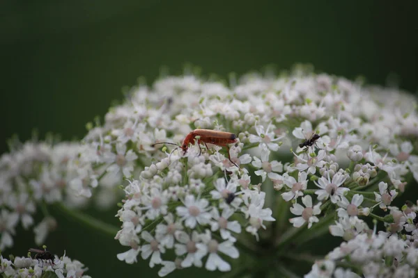 Een Selectieve Focus Shot Van Een Insect Bloeiende Bloem Het — Stockfoto