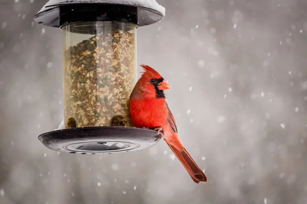 Hermoso Tiro Lindo Pájaro Cardenal Del Norte Día Invierno —  Fotos de Stock